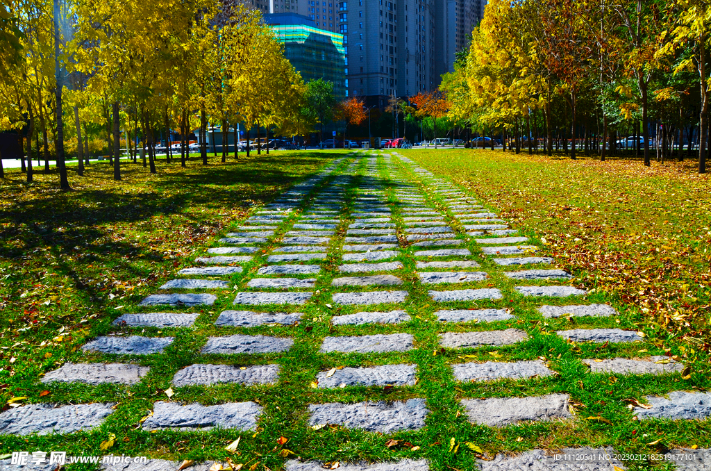 秋天城市公园满地落叶风景