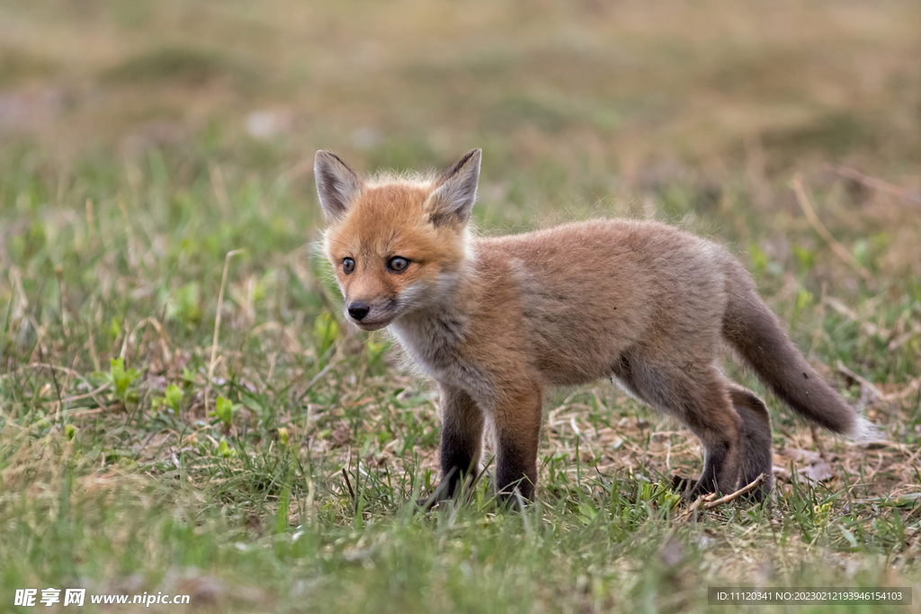 在草地上的一只小狐狸