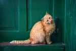 坐在门口歪着头的猫咪