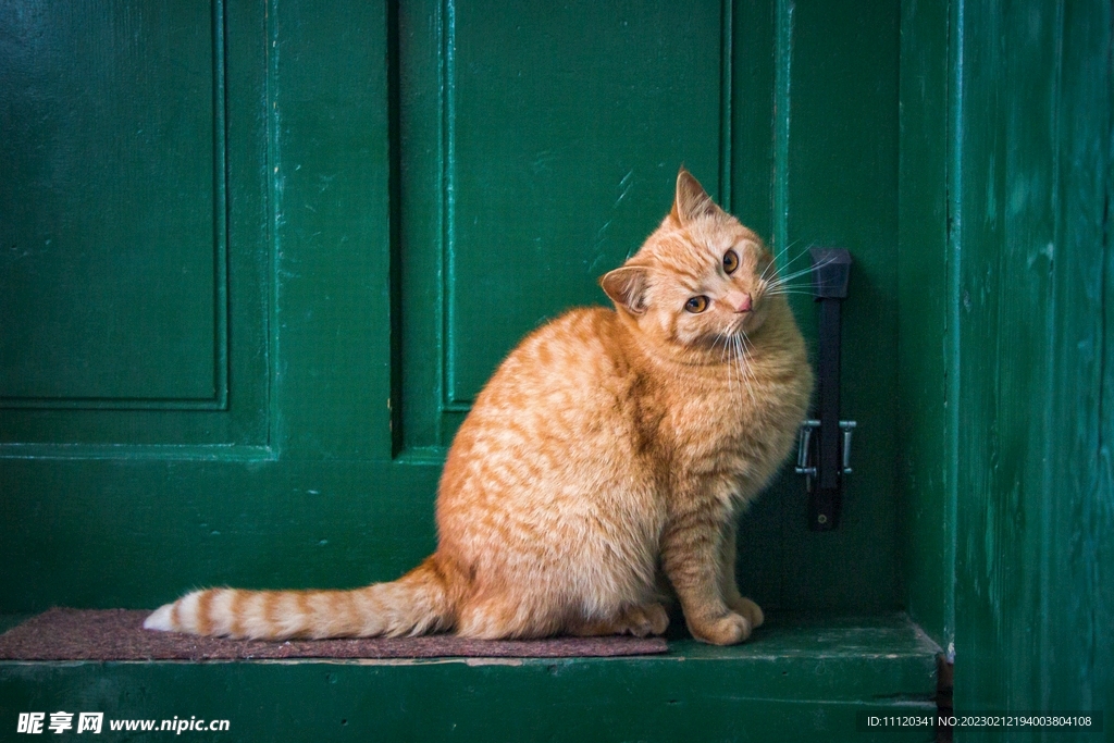 坐在门口歪着头的猫咪