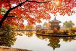 公园里的红叶大树宝塔