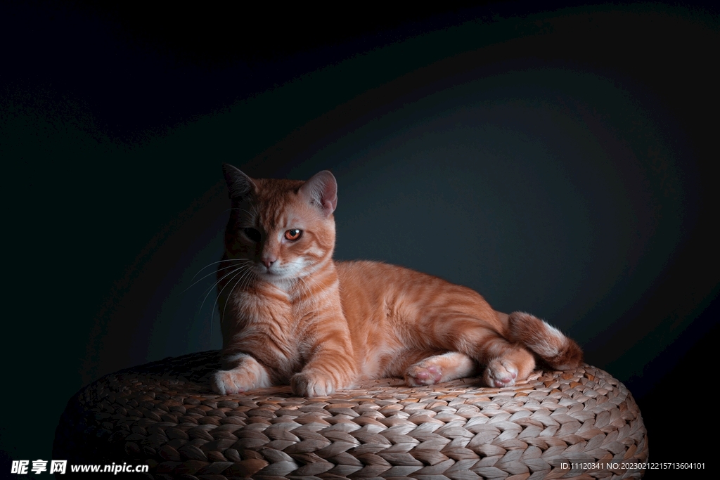 躺在蒲团上的橘猫特写