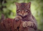 爪子抓住木头的小猫咪