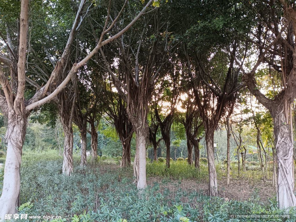榕树林