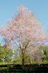 普洱茶山樱花