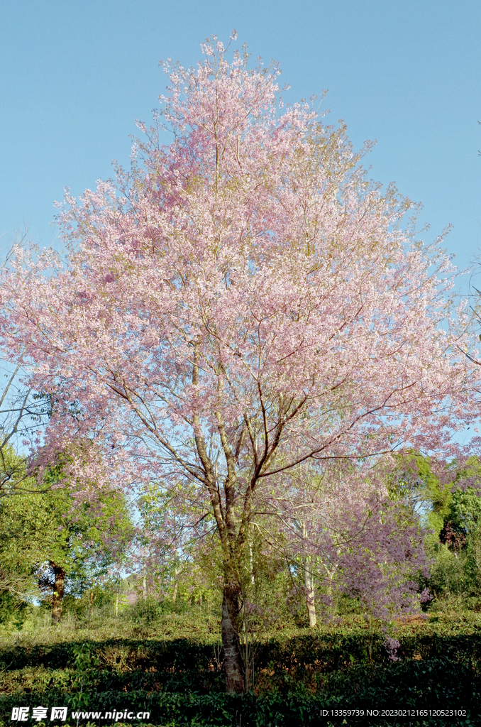 普洱茶山樱花