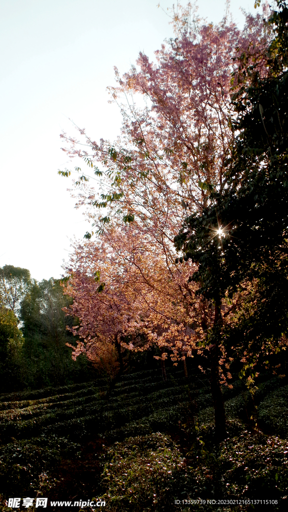 茶山樱花