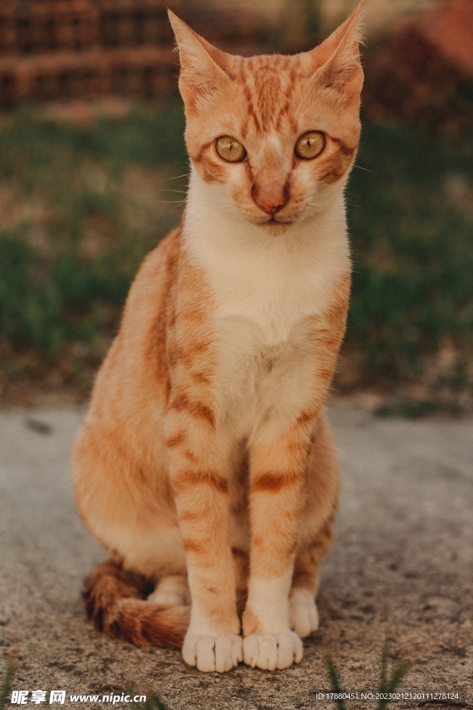 猫