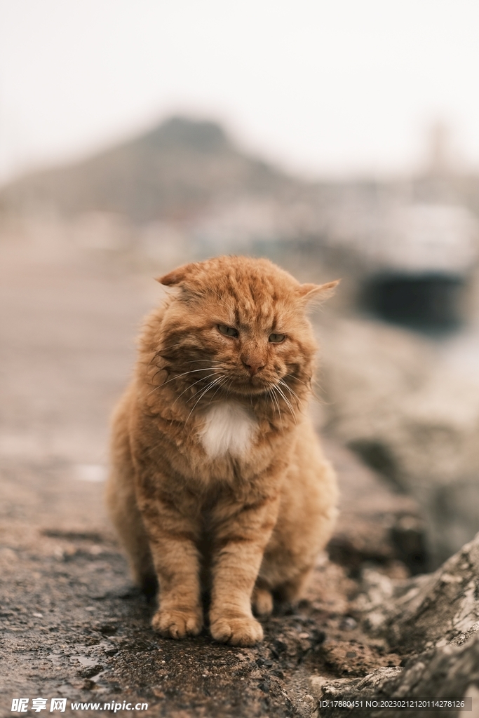 猫