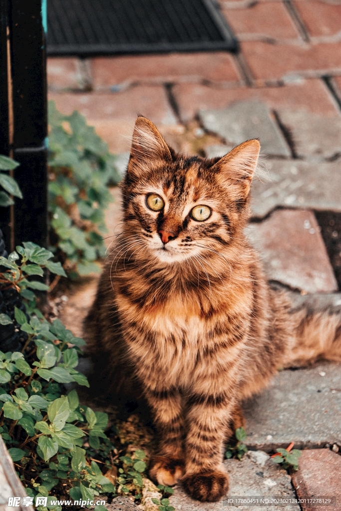 猫