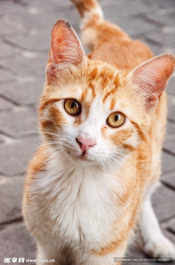 猫
