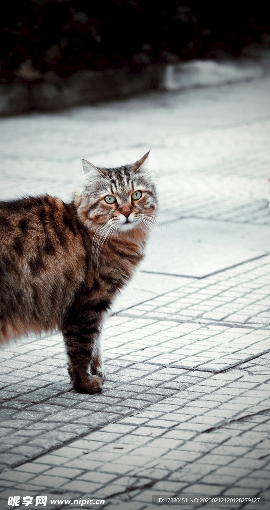 猫