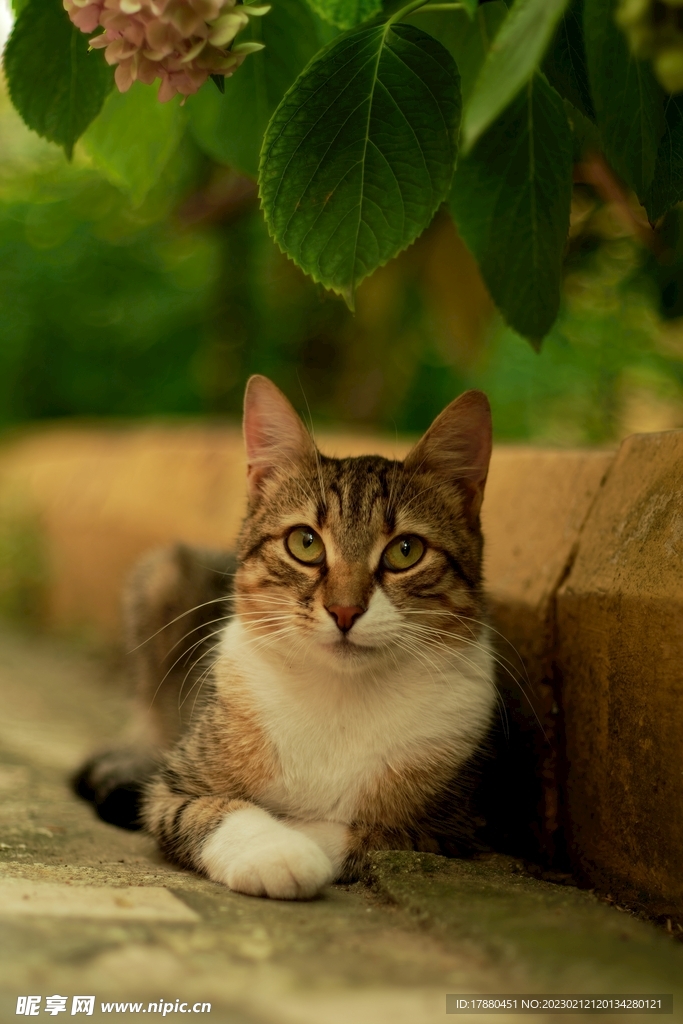 猫