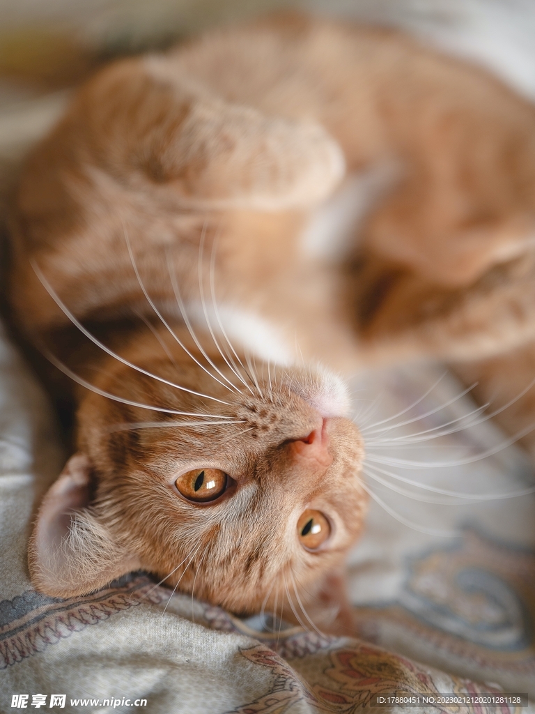 猫