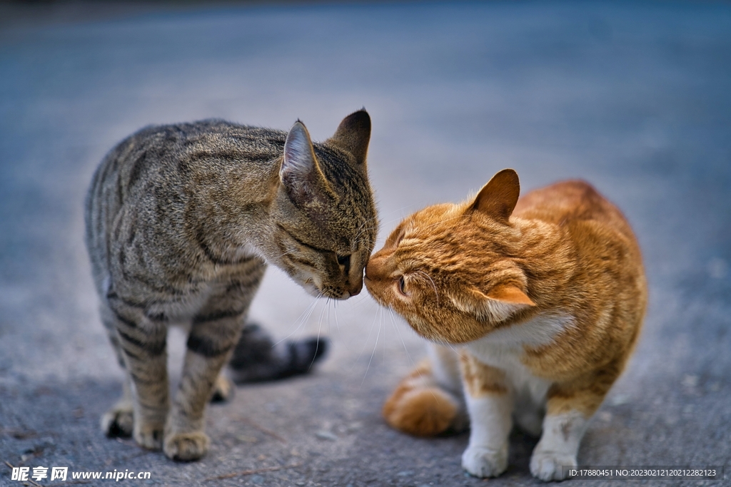 猫