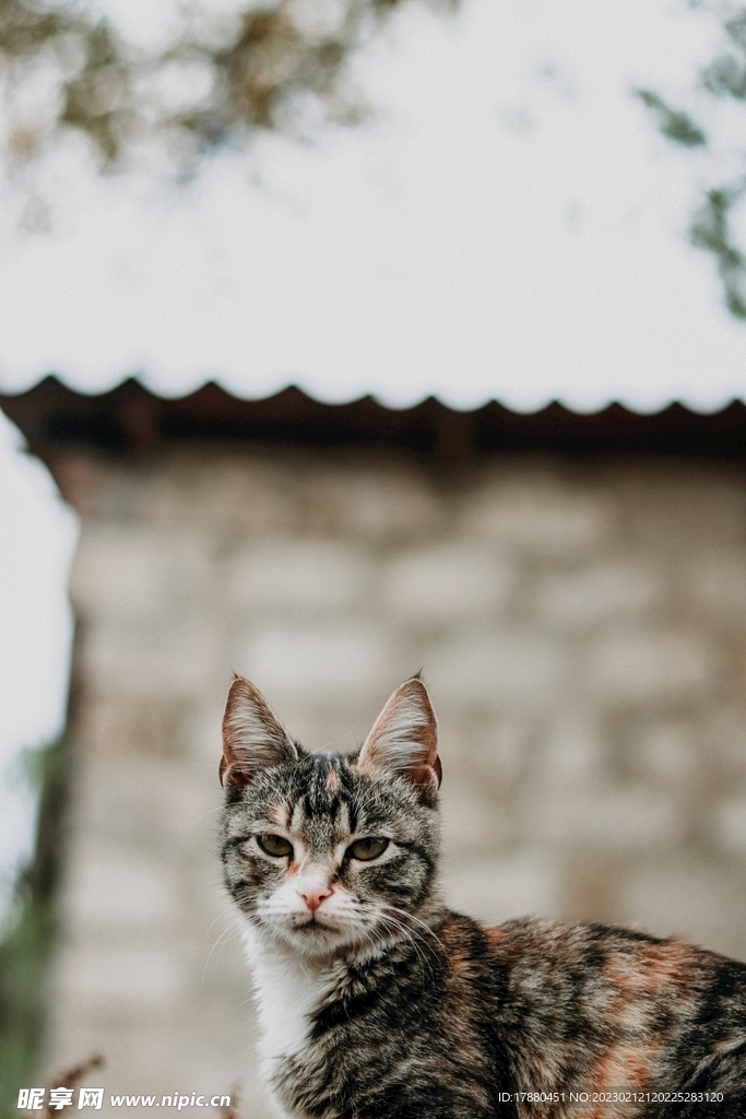 猫