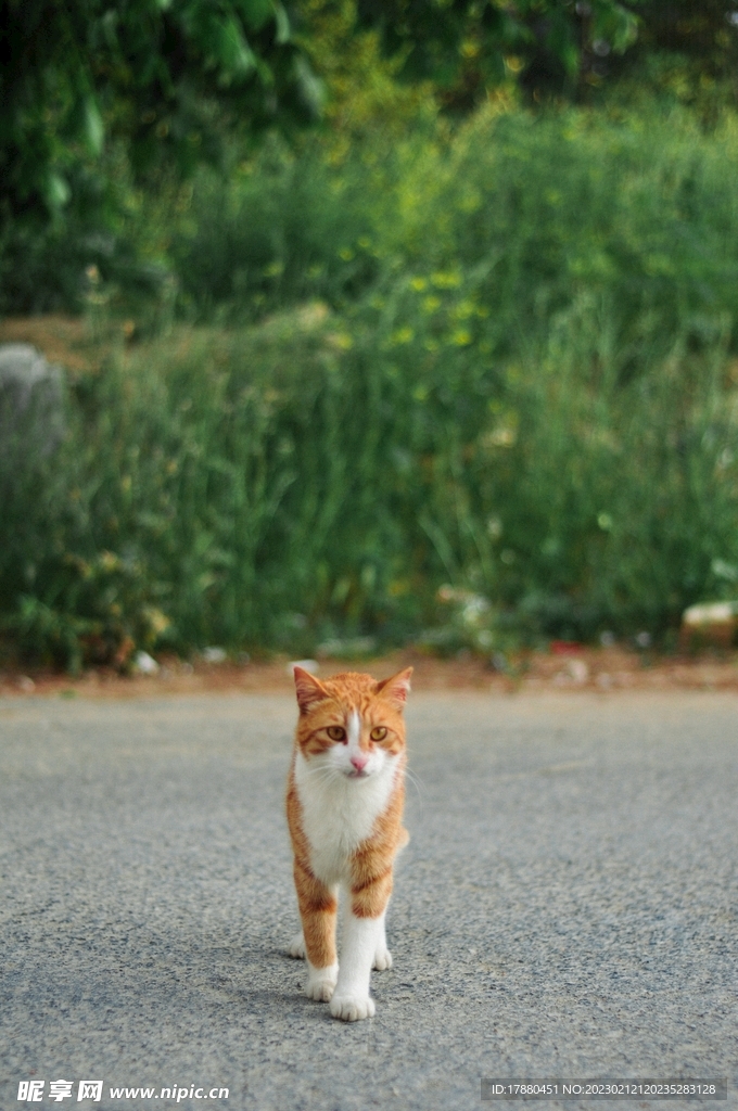 猫