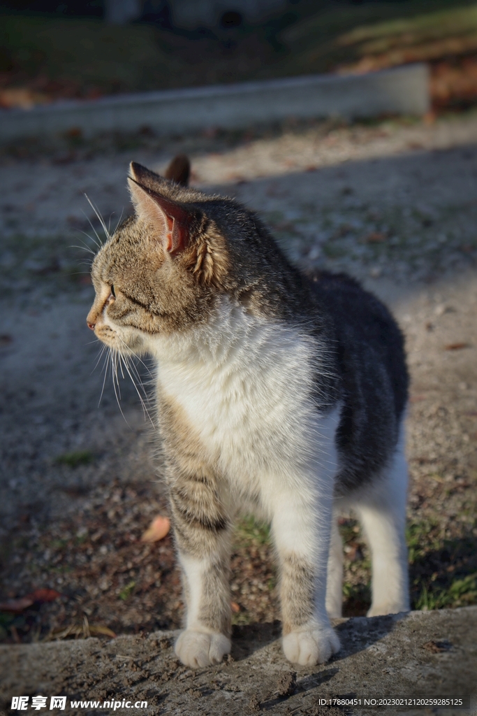 猫