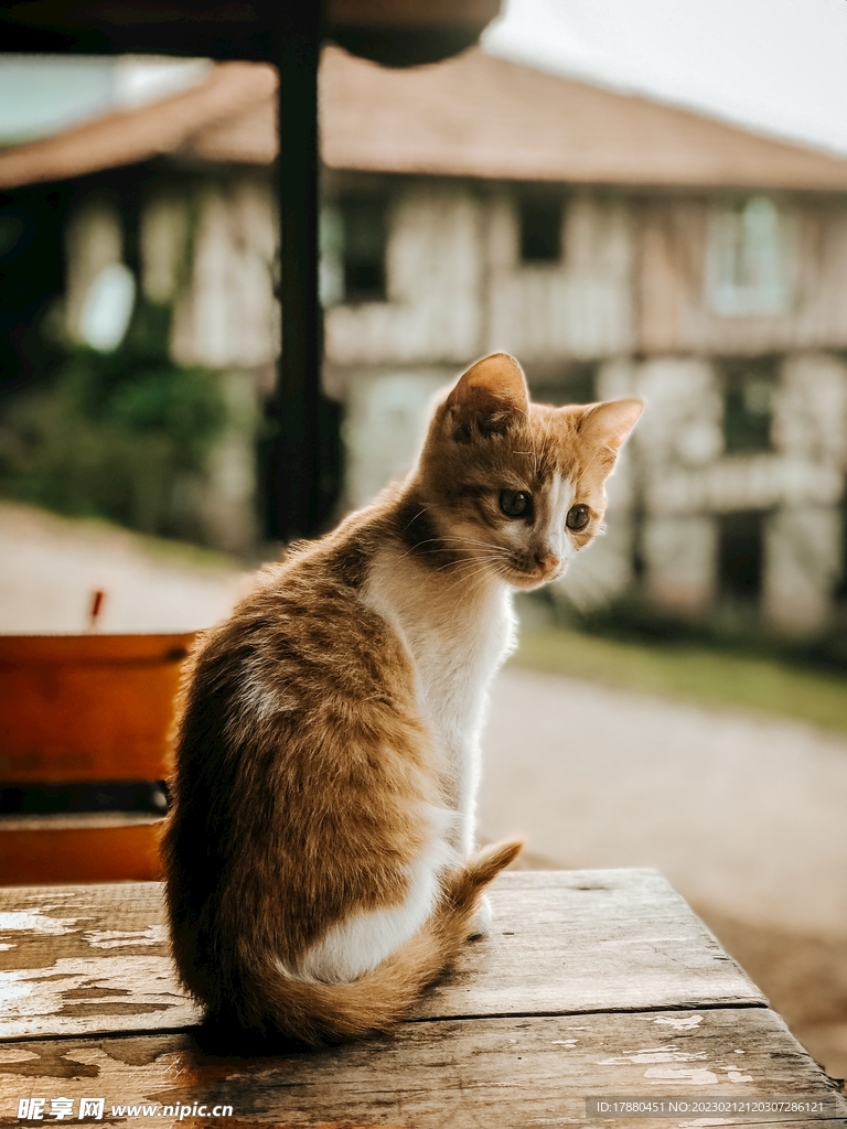 猫
