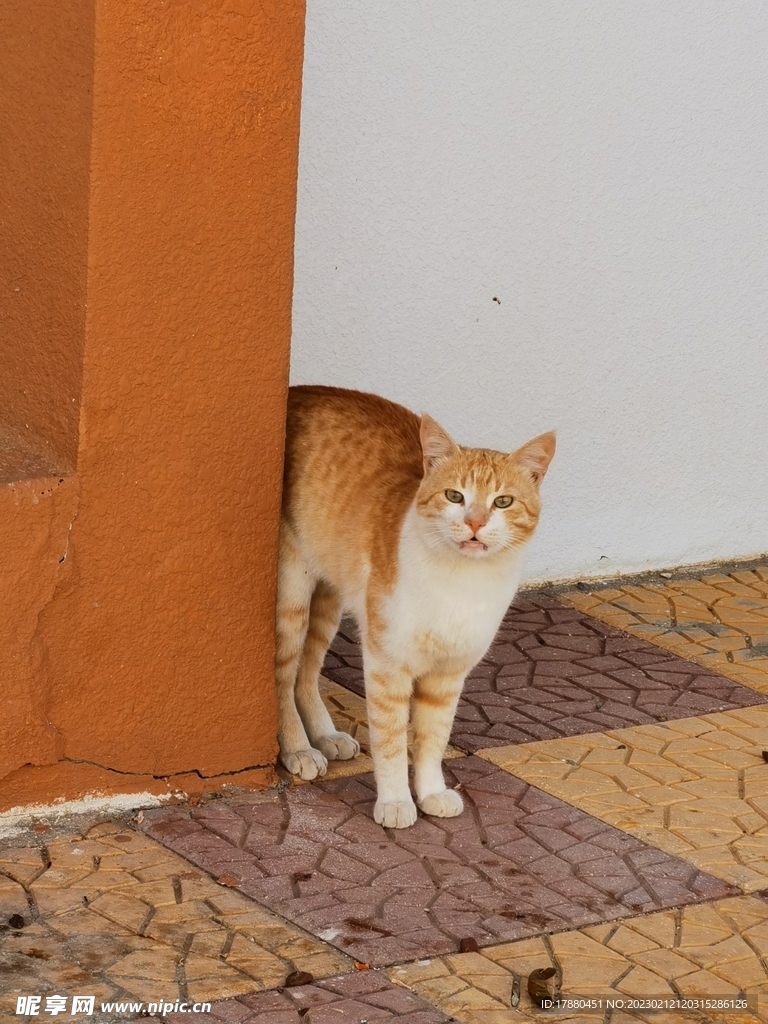 猫