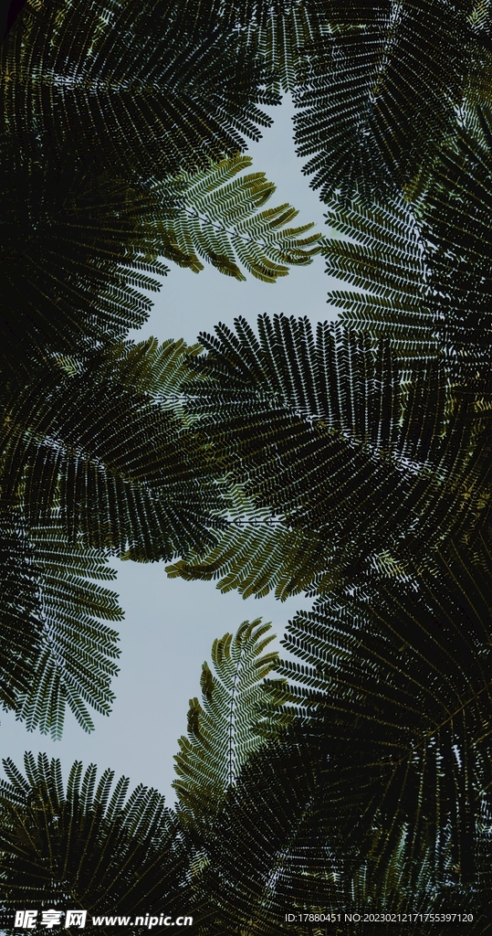 凤凰木树叶