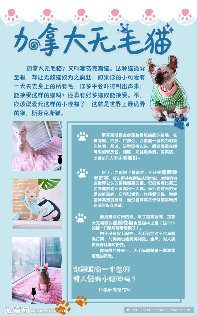 无毛猫宣传单