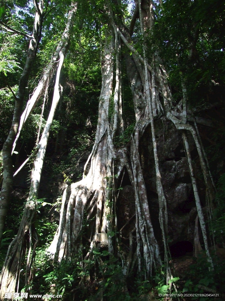 西双版纳植物园