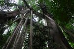 西双版纳植物园