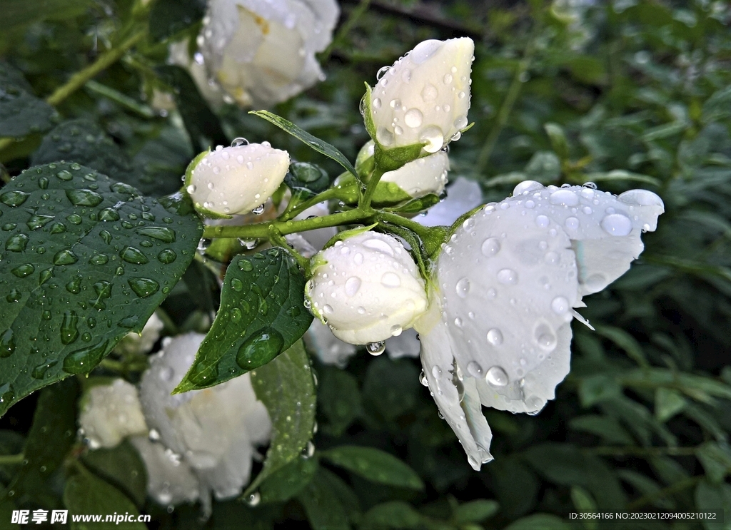 茉莉花