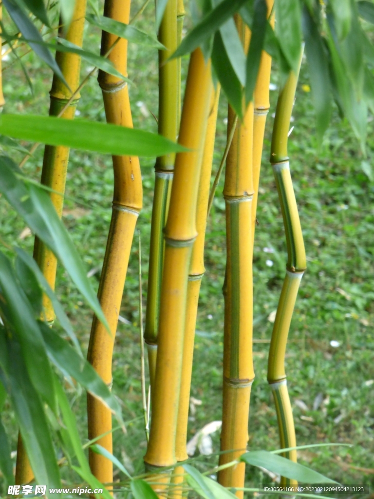 竹林竹子