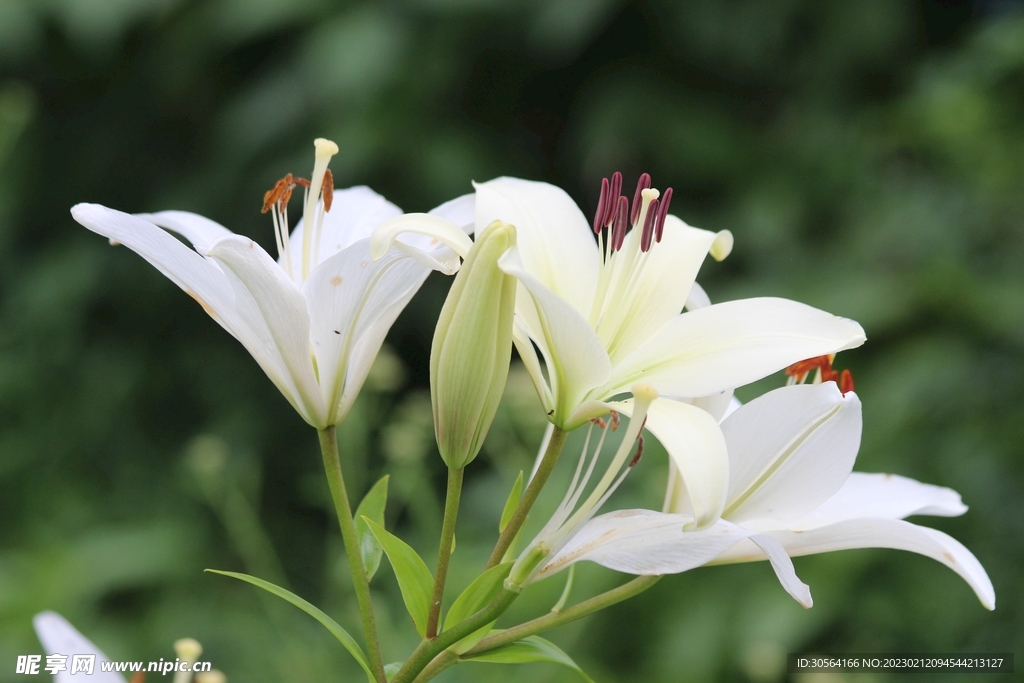 百合花