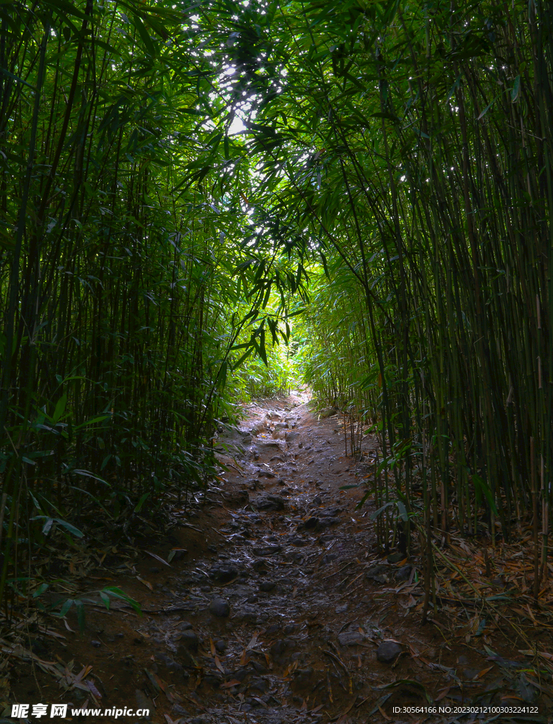 竹林