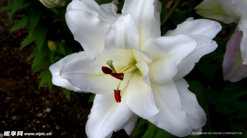 百合花