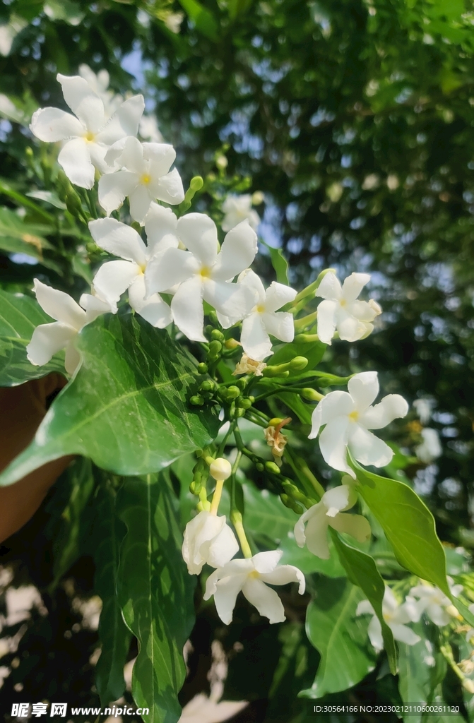 茉莉花