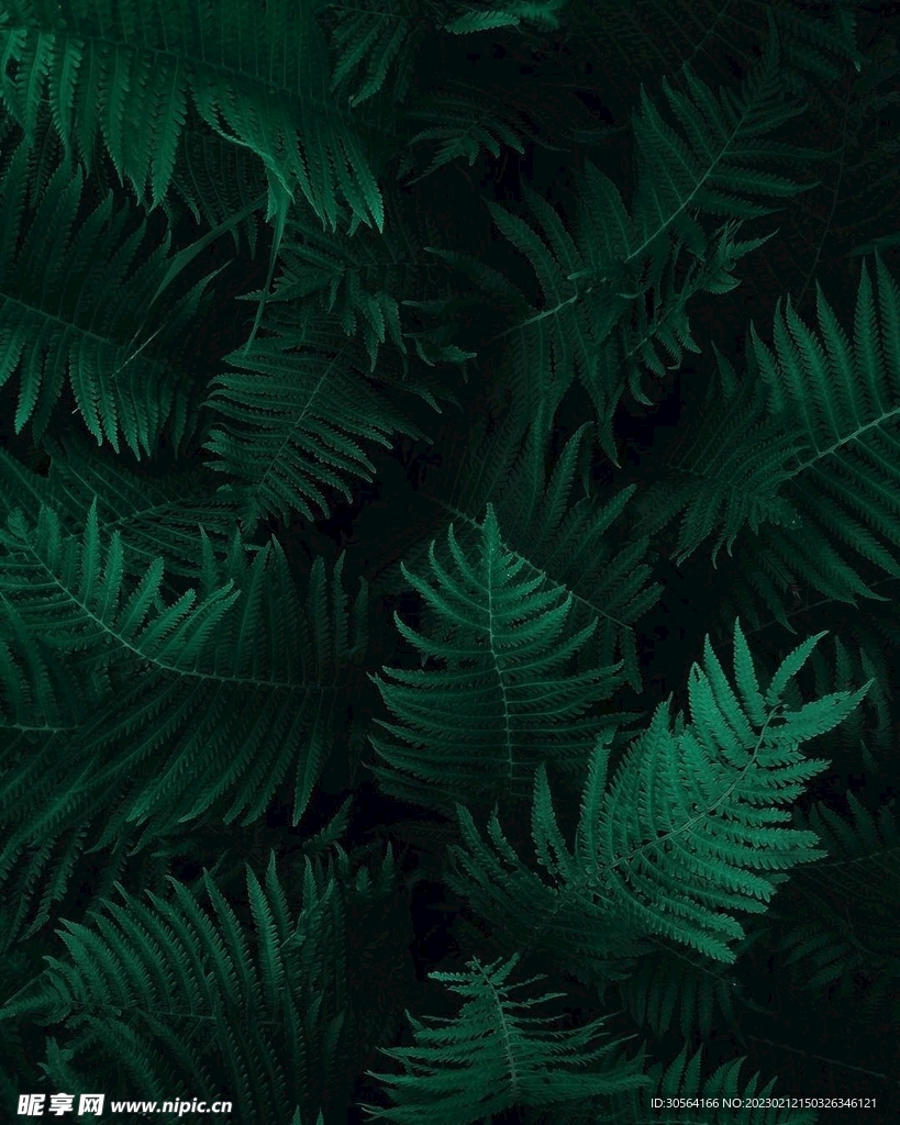绿植绿叶