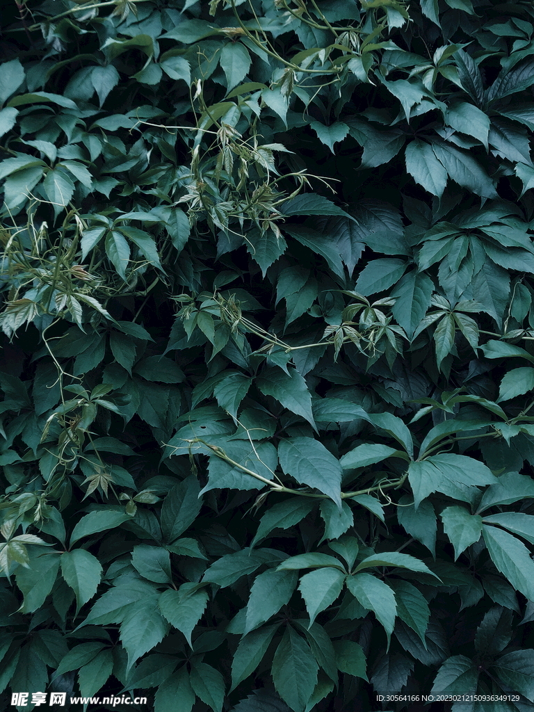 绿植绿叶