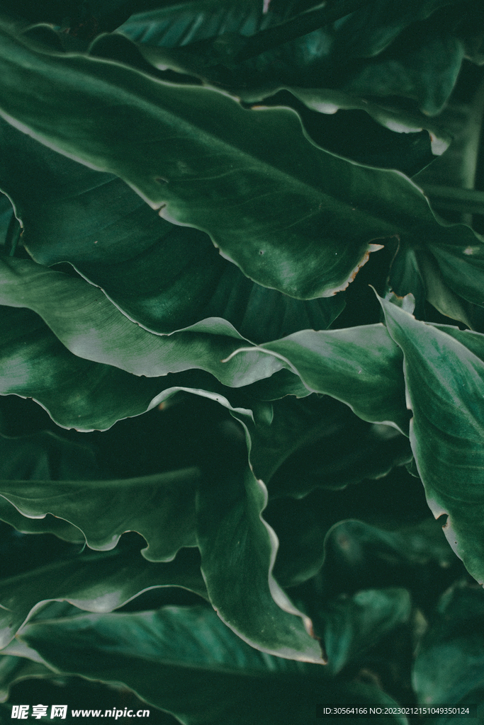 绿植绿叶