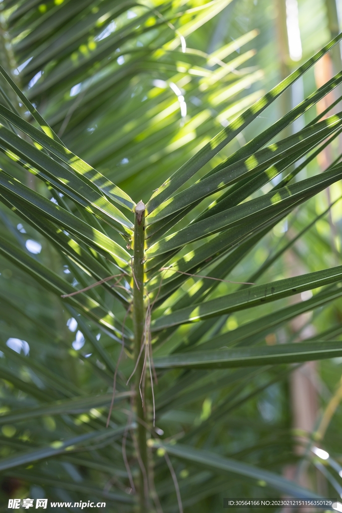 绿植绿叶