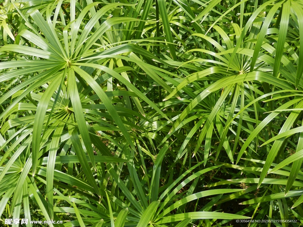 绿植绿叶
