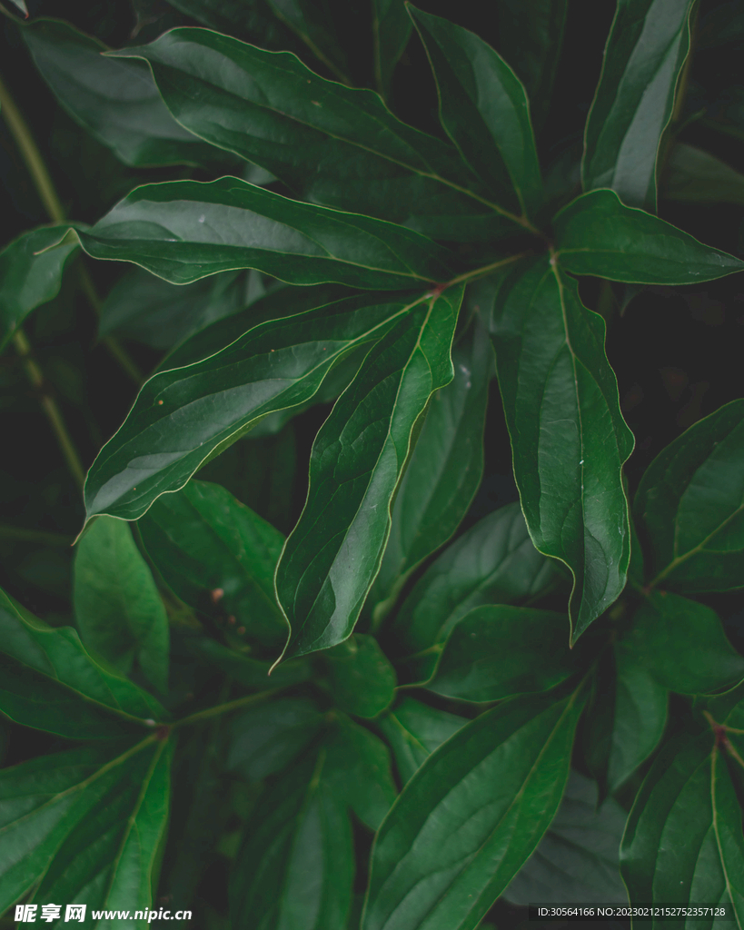 绿植绿叶