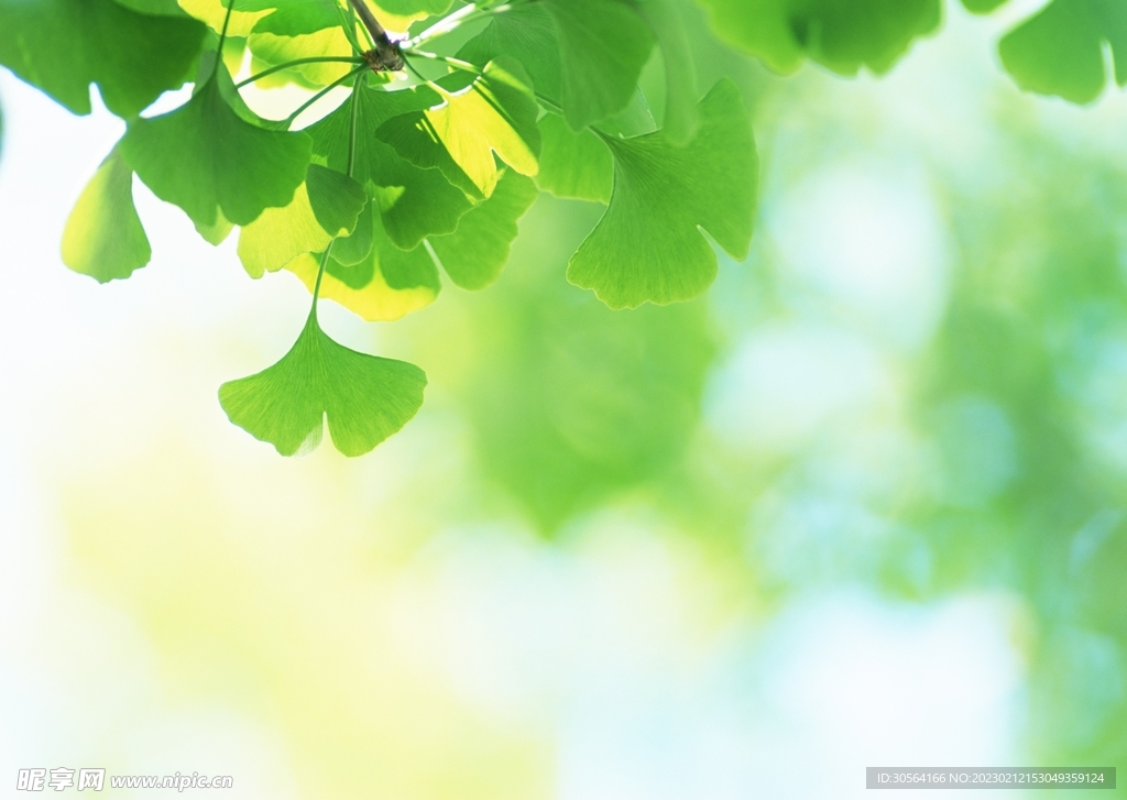 绿植绿叶
