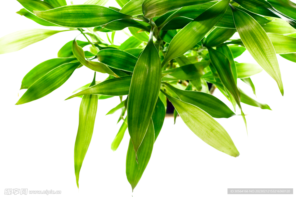 绿植绿叶