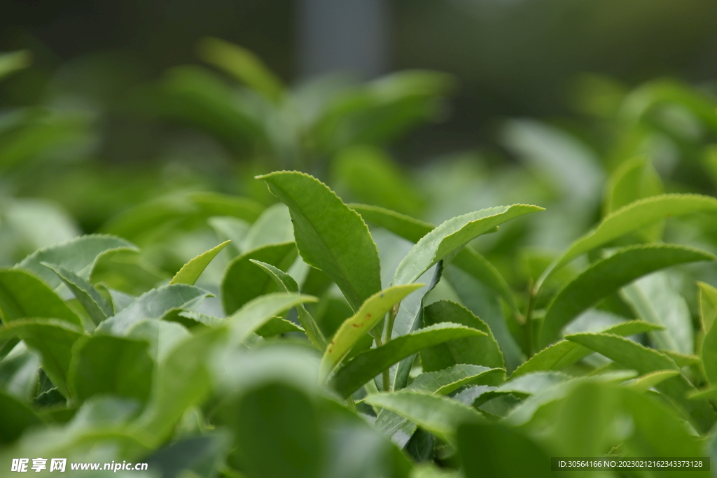 绿植绿叶