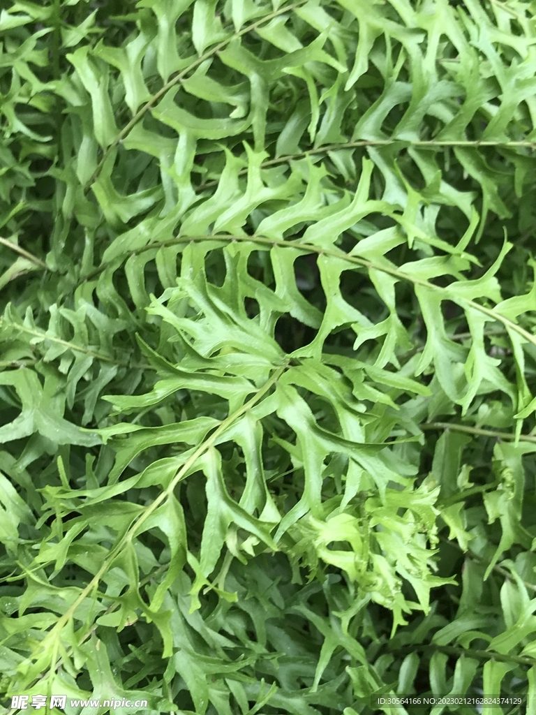 绿植绿叶
