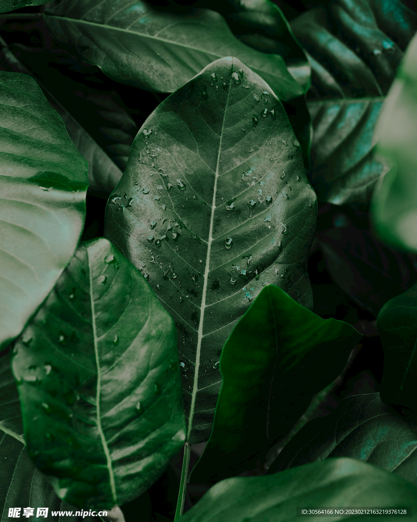 绿植树叶