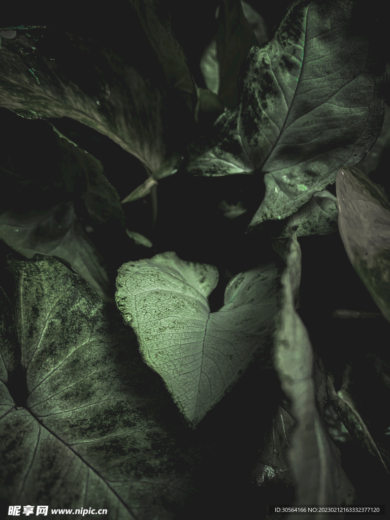 绿植绿叶