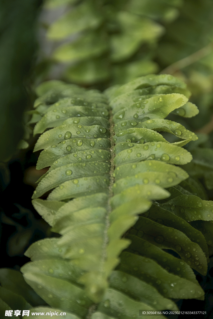 绿植树叶