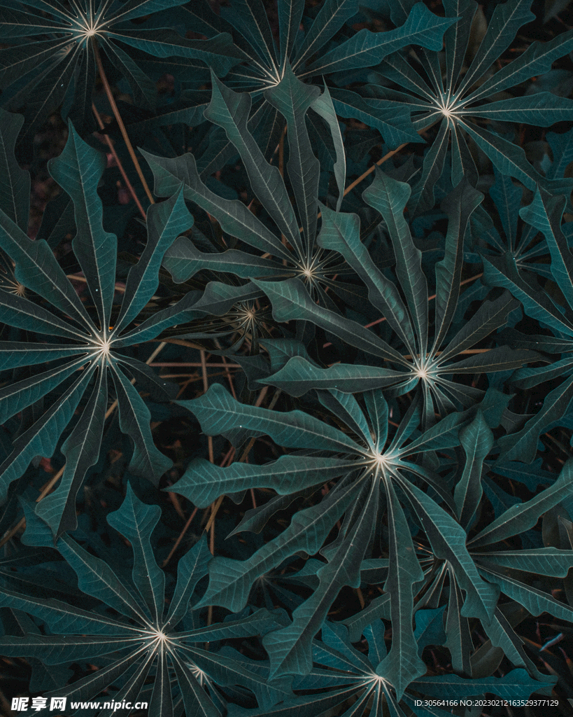 绿植树叶