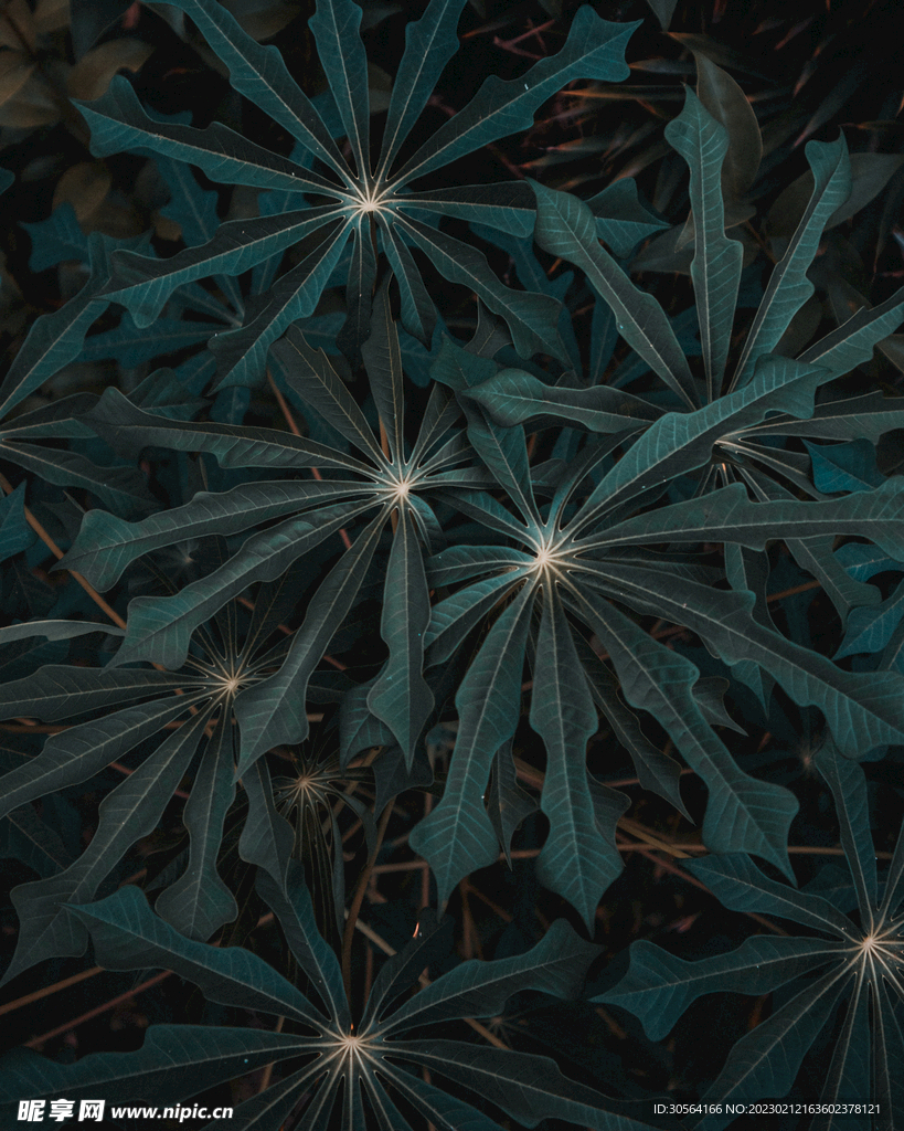 绿植树叶