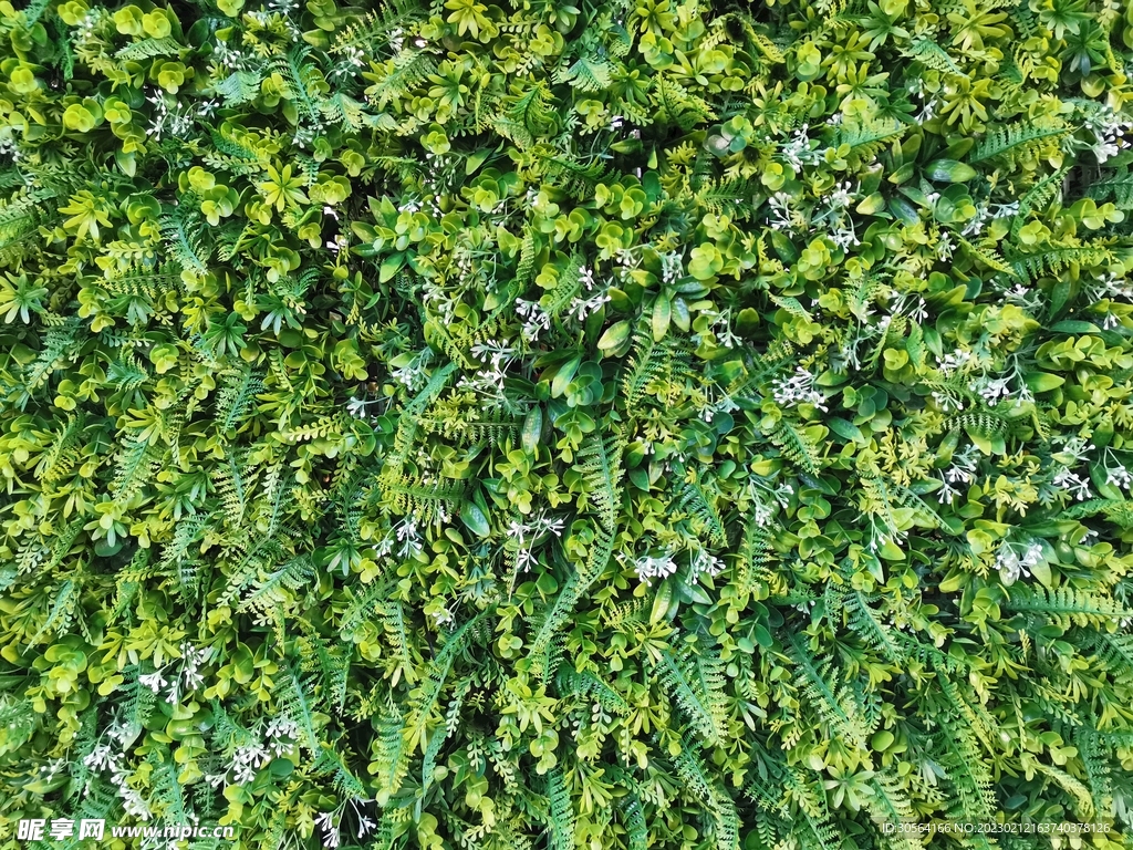 绿植绿叶